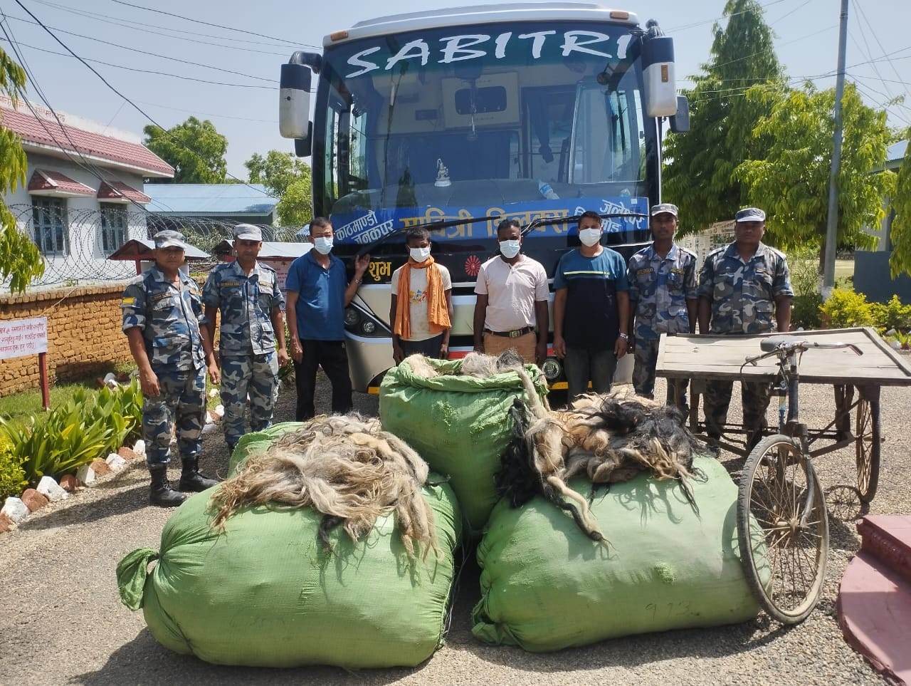 पाँच सय ५६ वटा चौरी गाईको पुच्छरसहित चार जना नियन्त्रणमा